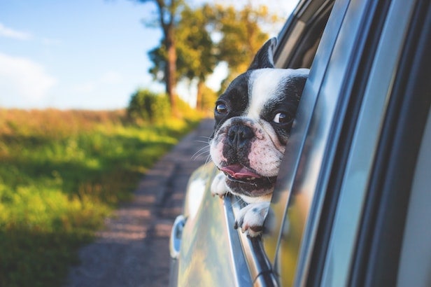 How to Travel Safely With Your Pets How to Travel Safely With Your Pets