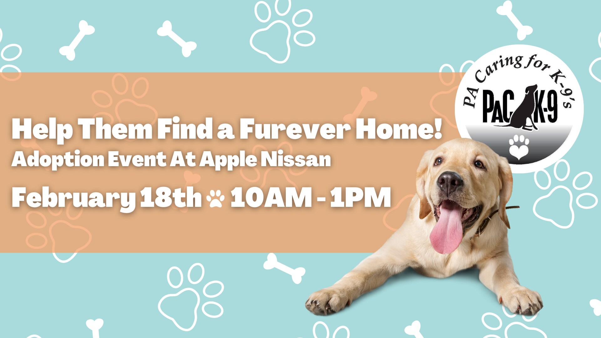 Blonde labrador smiling for a graphic about the upcoming Ciocca Nissan of York pet adoption event on Saturday, February 18th 2023 in York, PA