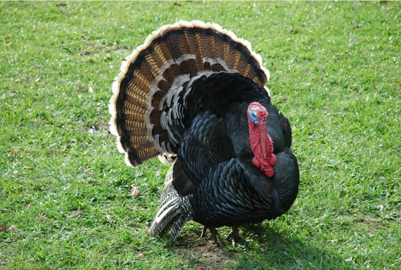 turkey.png