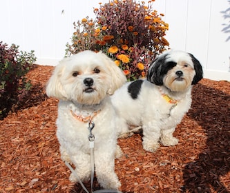 Staff member Teddy & Tucker from ID_df525490d43c