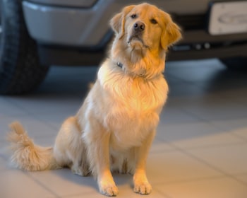 Staff member Hudson from be7254bf78c0