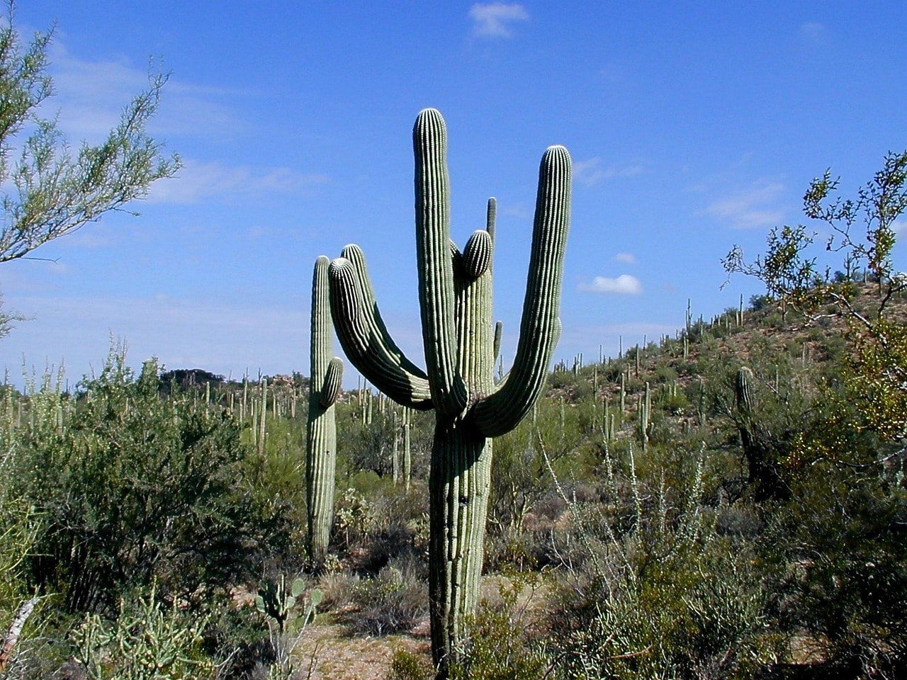 Saguaro National Park AZ Road Trip