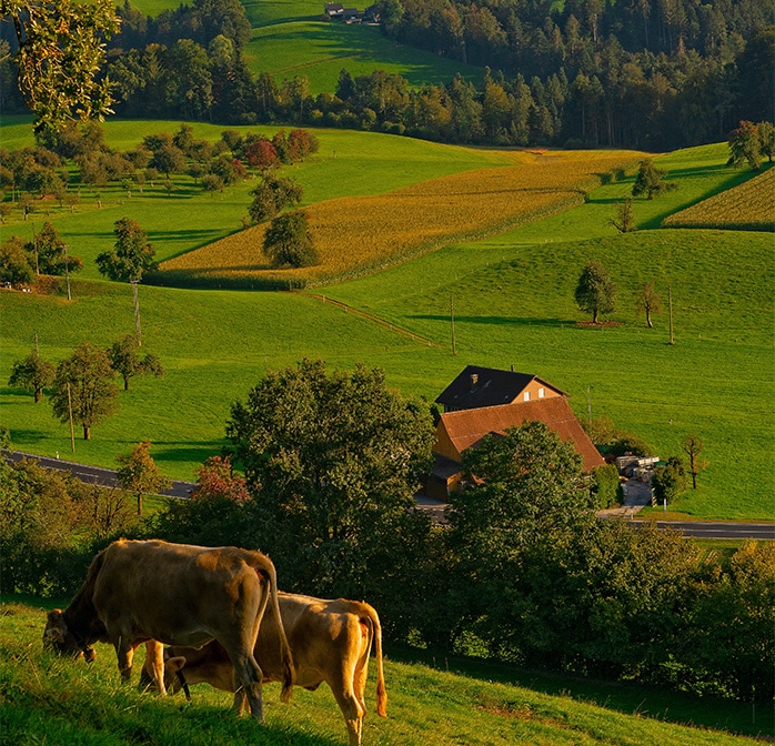Country Nissan Dealership near Westfield, MA | Cows Grazing on Lush Green Grass in Vast Farmland
