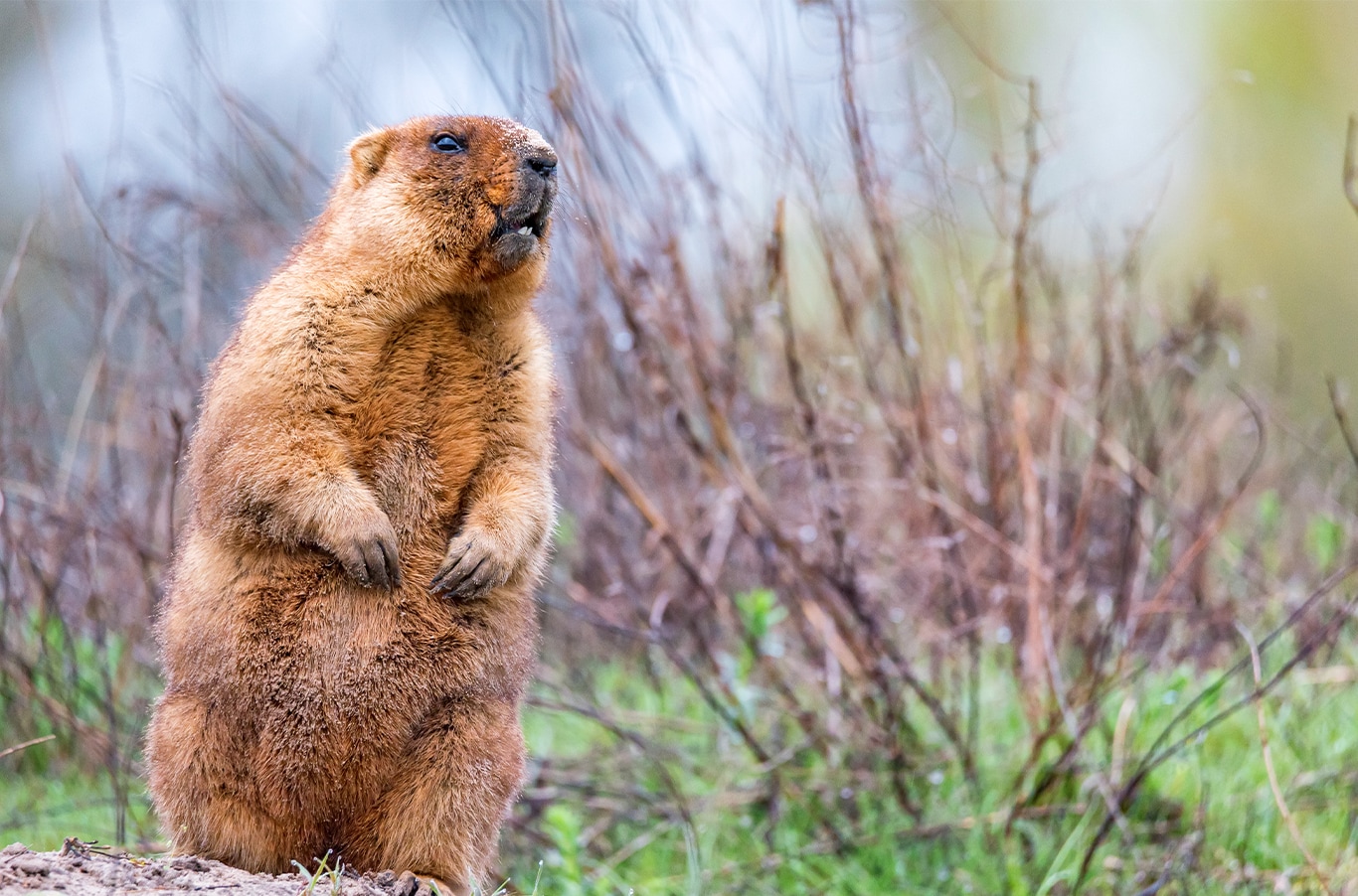 Chrysler Dodge Jeep Ram Dealer Near Punxsutawney | Ground hog standing up