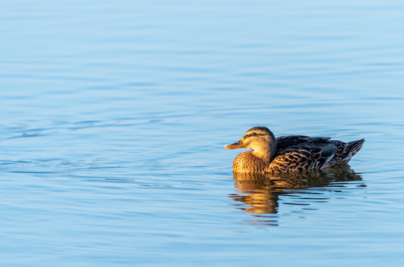 Chrysler Dodge Jeep Ram Dealer Near Brookville | Close up of duck swimming in a creek