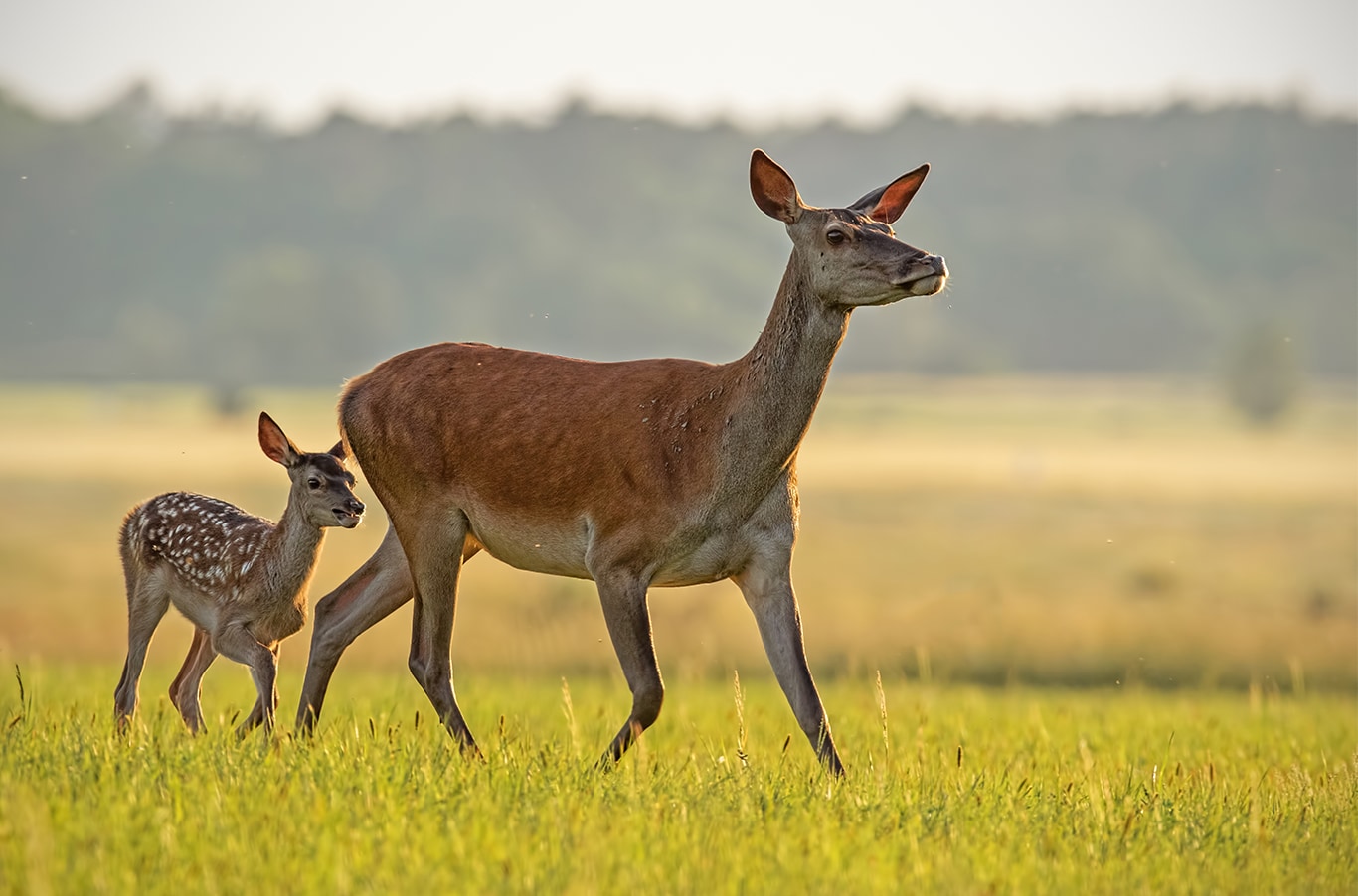 Chrysler Dodge Jeep Ram Dealer Near Clearfield | Mother deer and baby deer walking on open grass