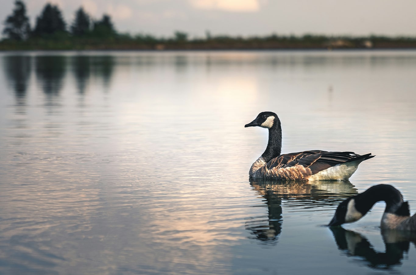 Chevy Dealer in Greensburg | Geese floating on a river 