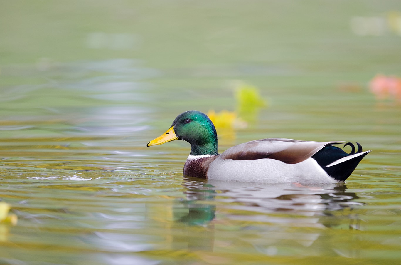 Hyundai Dealer Near Brookville | Close up of duck swimming in the pond