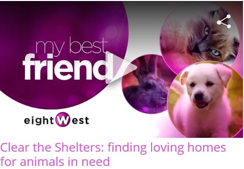 Clear the Shelters.PNG