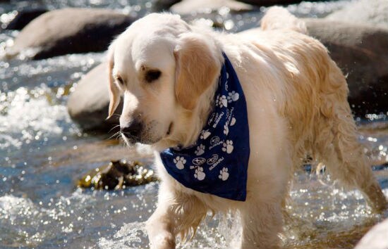 subaru dog hat