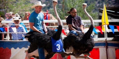camel-races.jpg