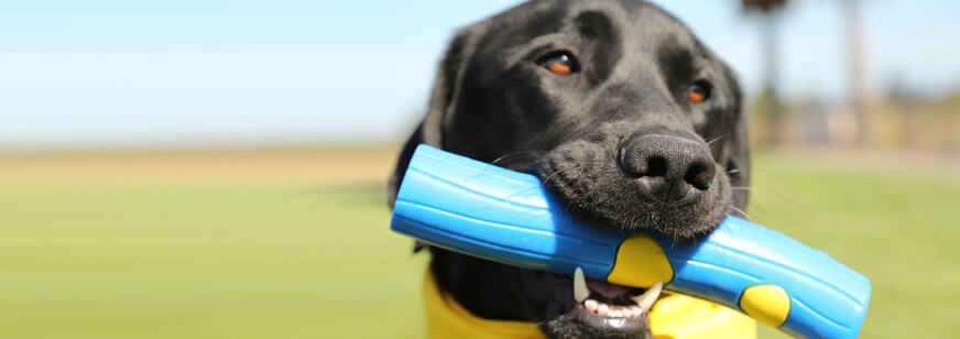 DogFest.png