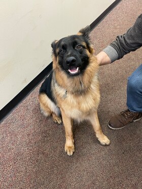 Staff member Sherman from f3fa66de4733