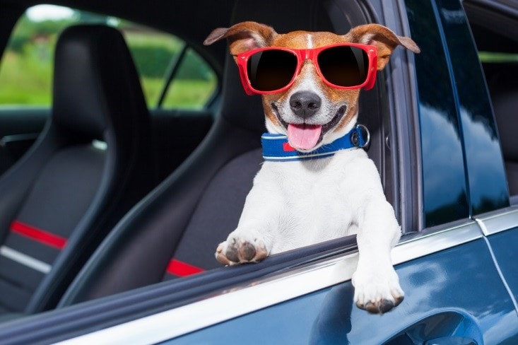 can you drive with a dog in your car