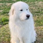 Staff member Winston from ID_6f4375