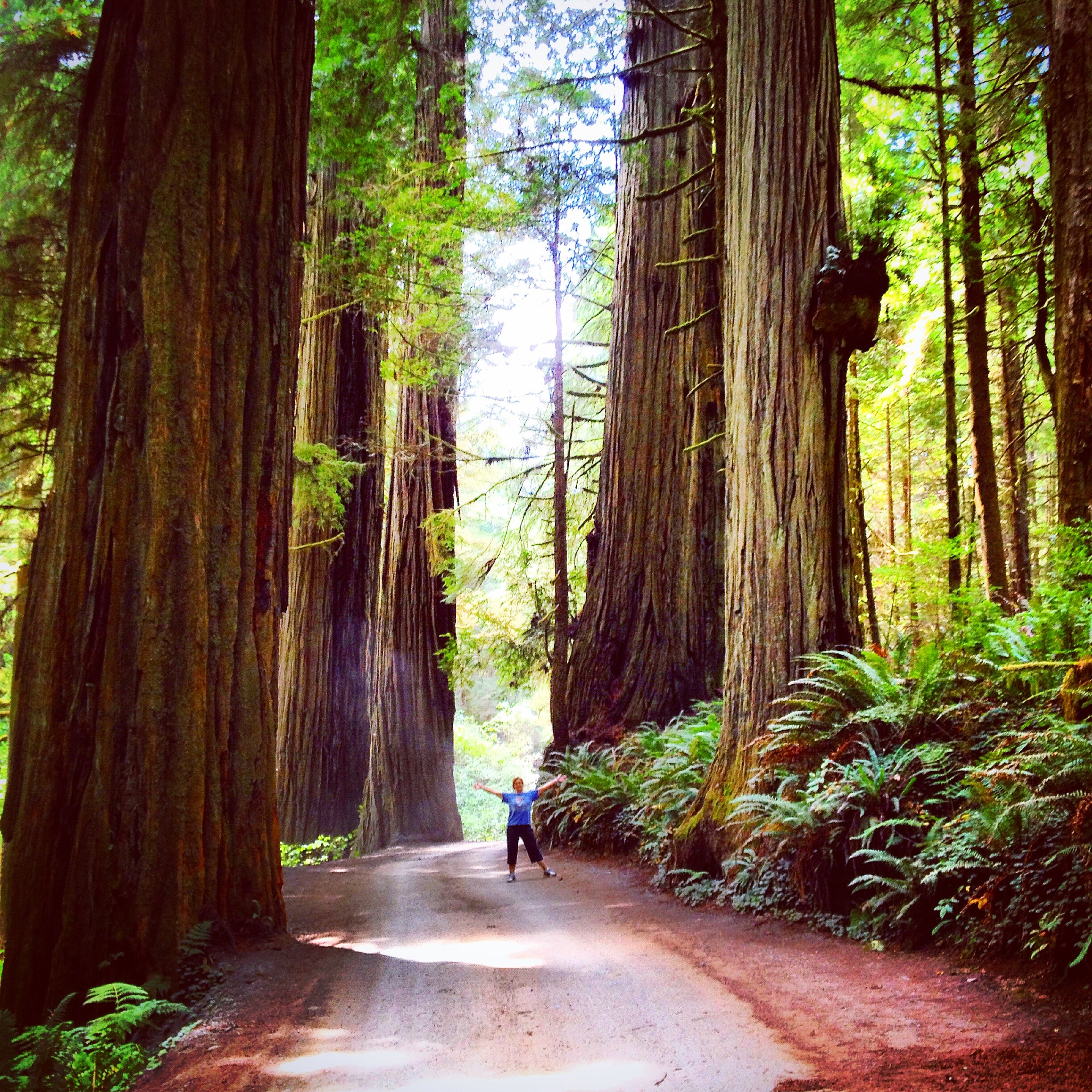 redwoods holly.JPG