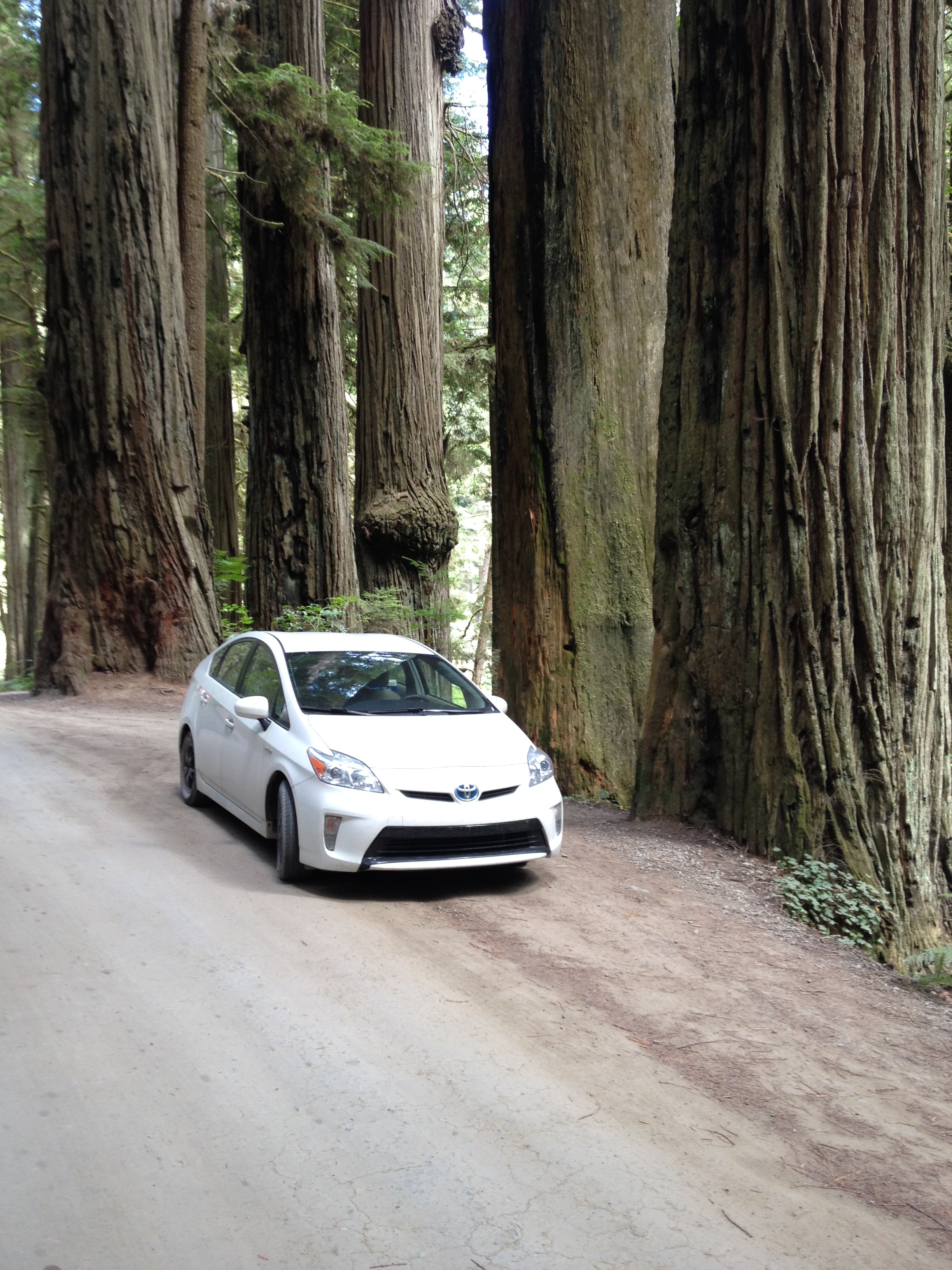 redwoods prius.JPG
