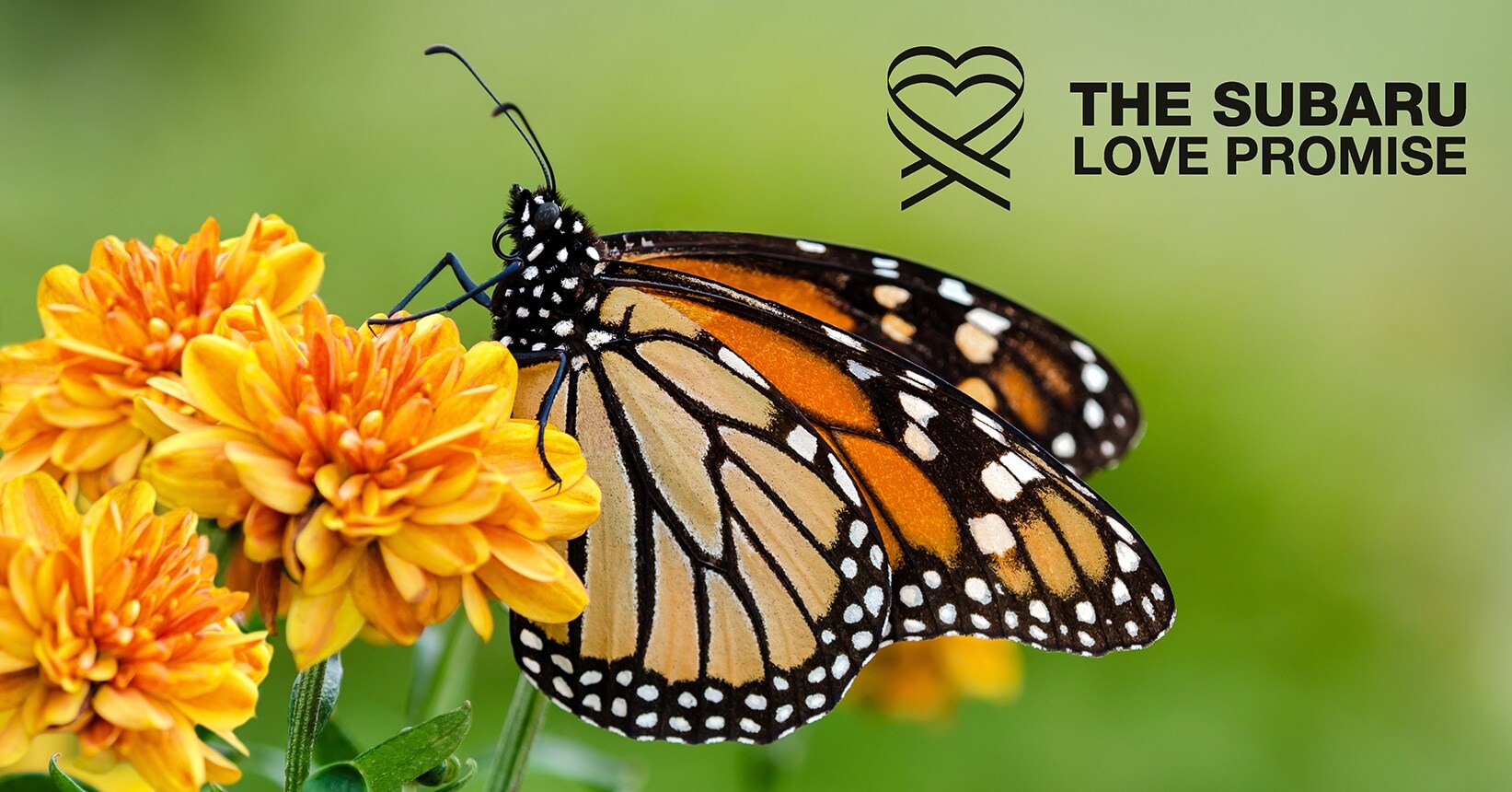 Monarch Butterflies.jpg