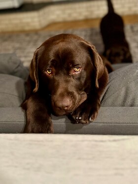 Staff member Bruno from 377d723b1f6a