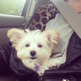 Staff member Honey from 377d723b1f6a