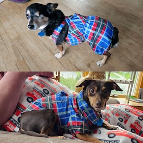 Staff member Cujo and Uno from 377d723b1f6a