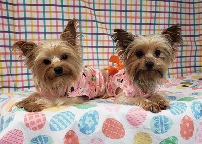 Staff member MYSTERY & STARFIRE from 377d723b1f6a