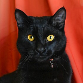 Staff member Chassis the Cat from 99d2c41b834f