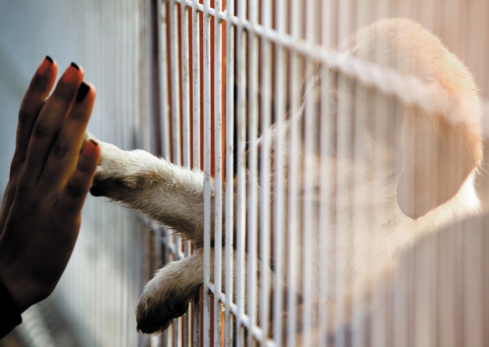 PAWS Philadelphia PA