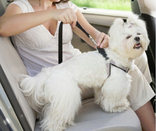 Dog Car Safety Tether