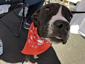 17-1128-YHS-Dog-Face.jpg