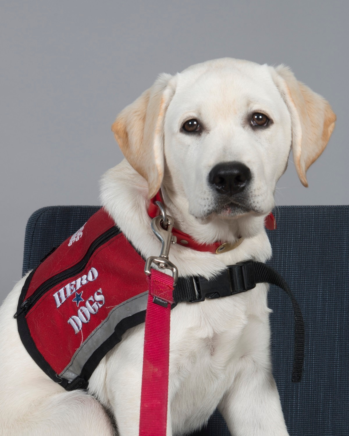 larry fitzgerald dog jersey