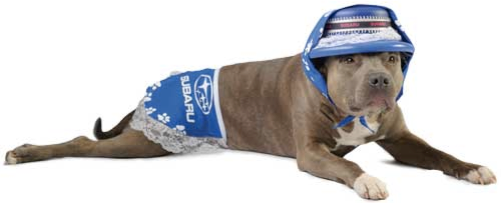 dog pic 4.png