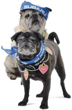 dog 3.png