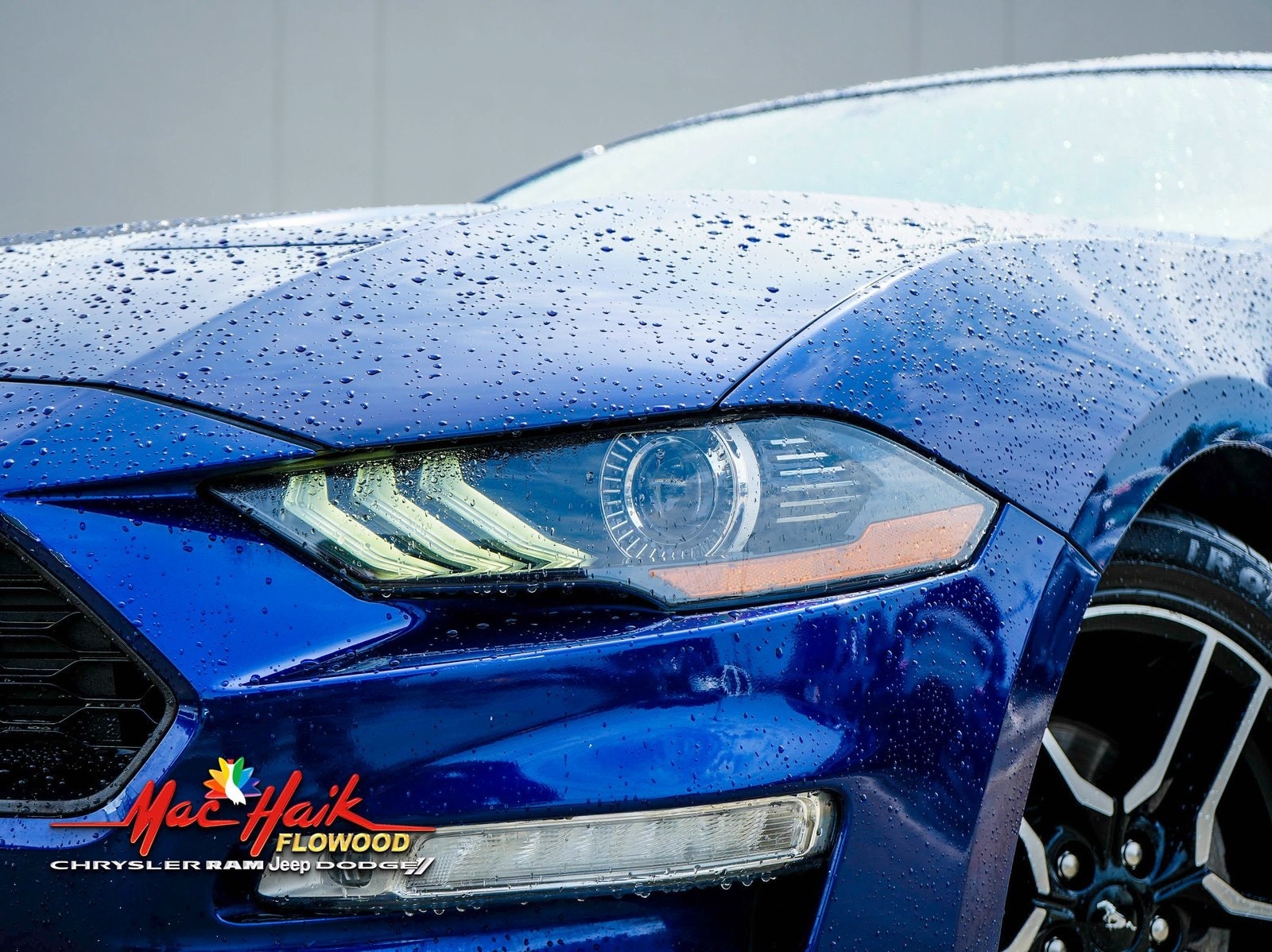 Used 2019 Ford Mustang EcoBoost Premium with VIN 1FA6P8TH6K5160966 for sale in Flowood, MS