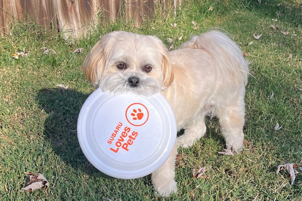subaru-loves-pets-charlottesville-va.jpg Cute dog with a Subaru Loves Pets frisbee in its mouth