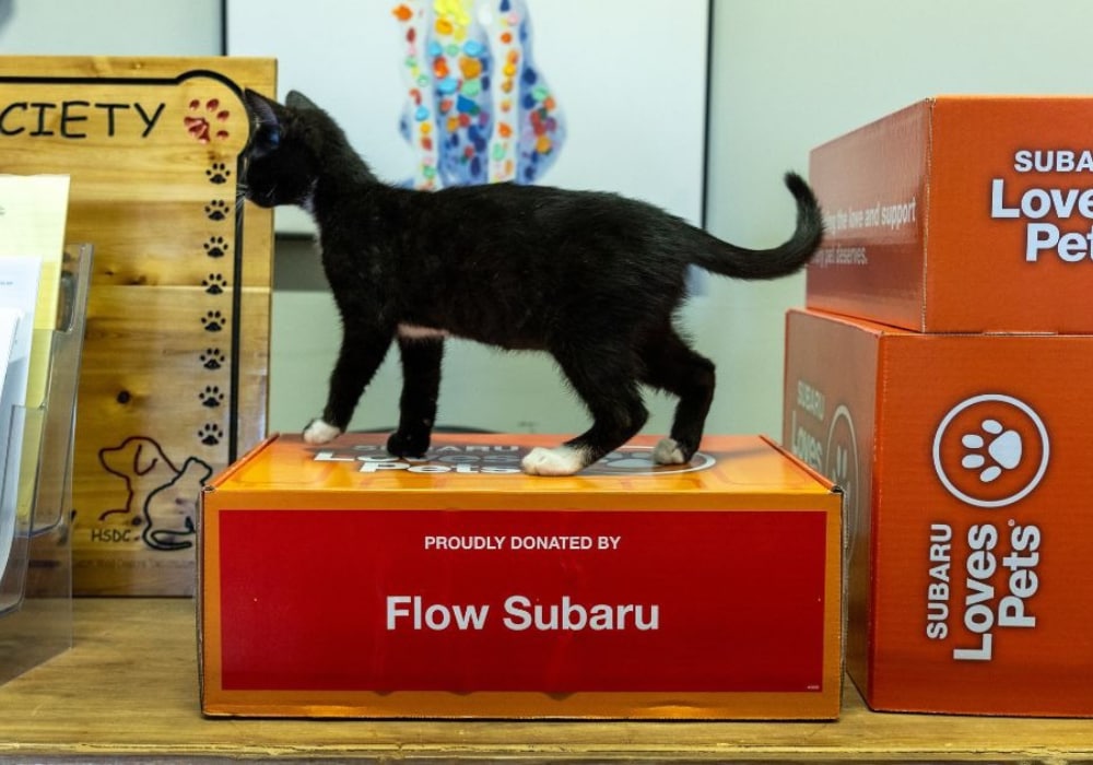 photo of a cat sitting on top of boxes