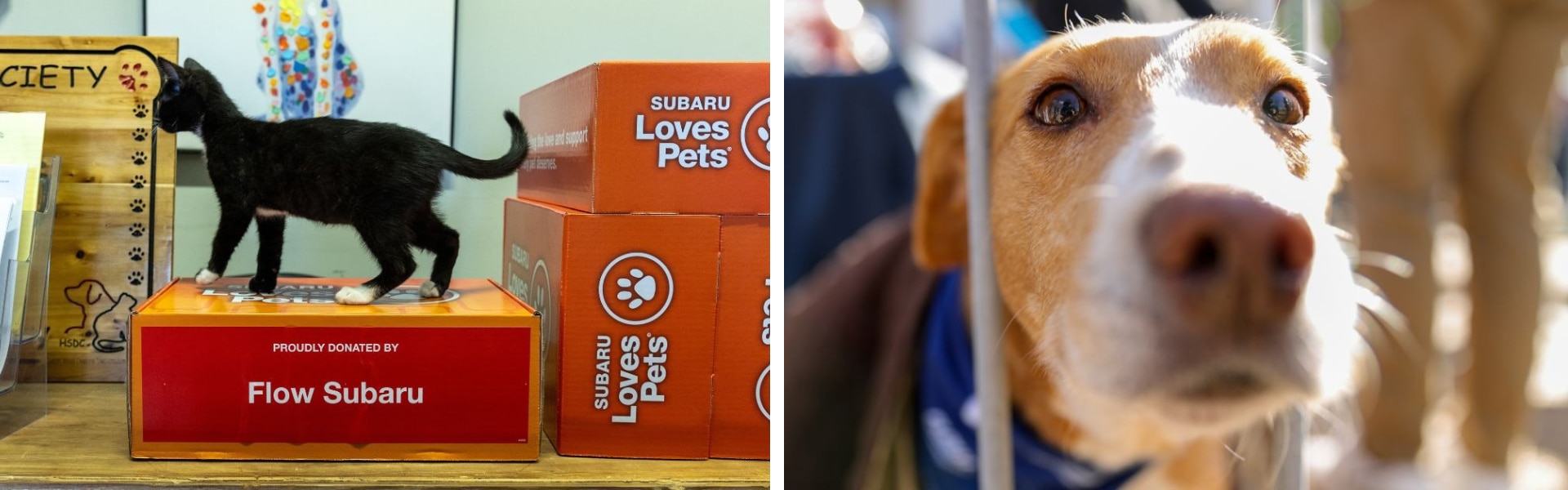 side by side photos of a cat sitting on a box and a dog looking a the camera