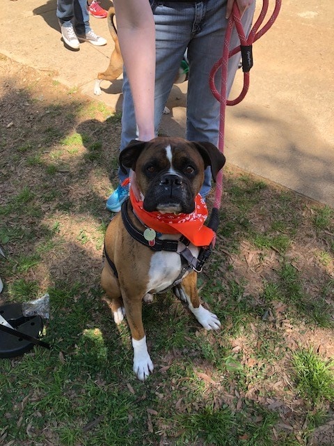 Boxer.jpg