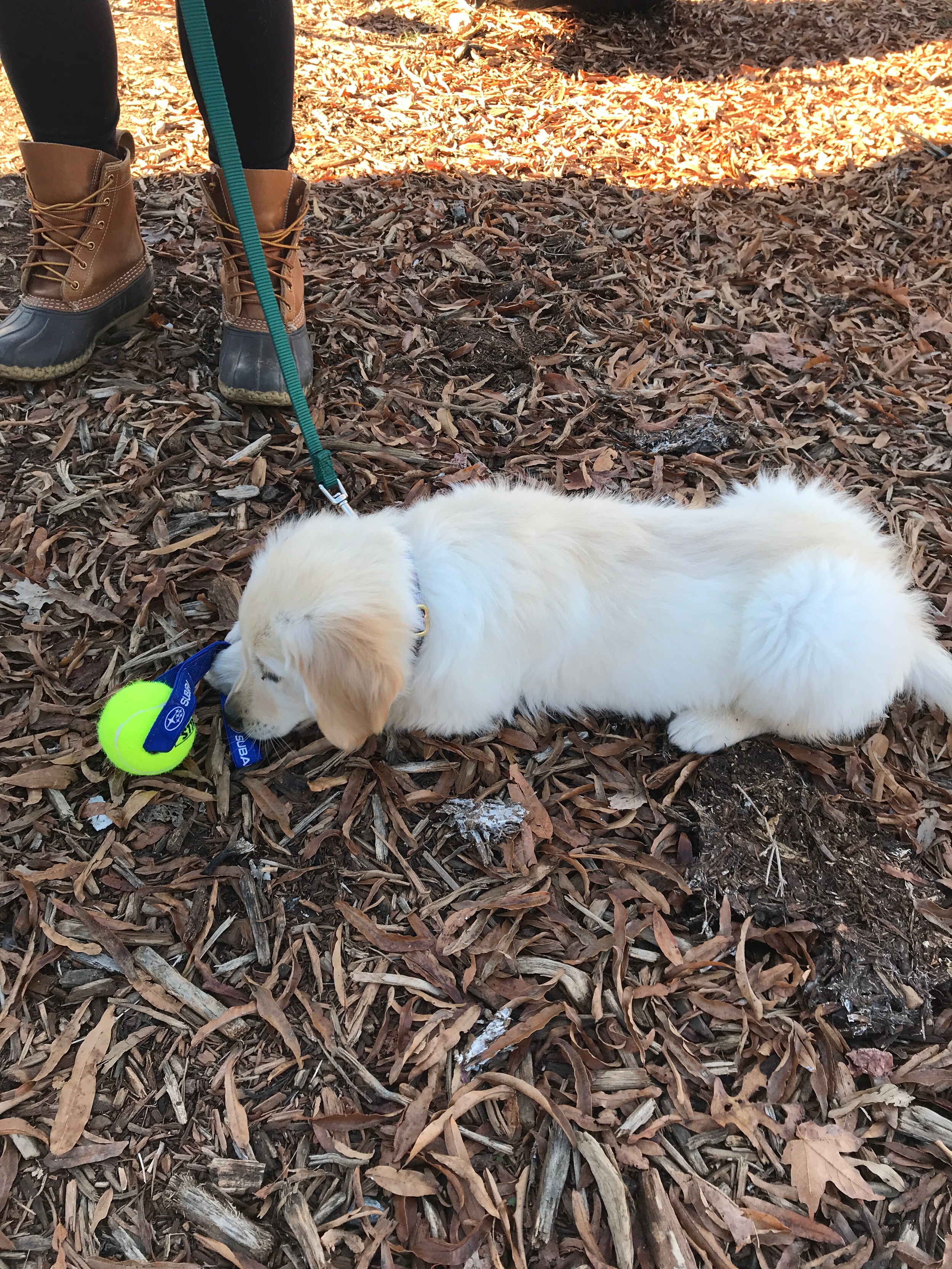 Williams Subaru_12 19 2017_Golden Retriever