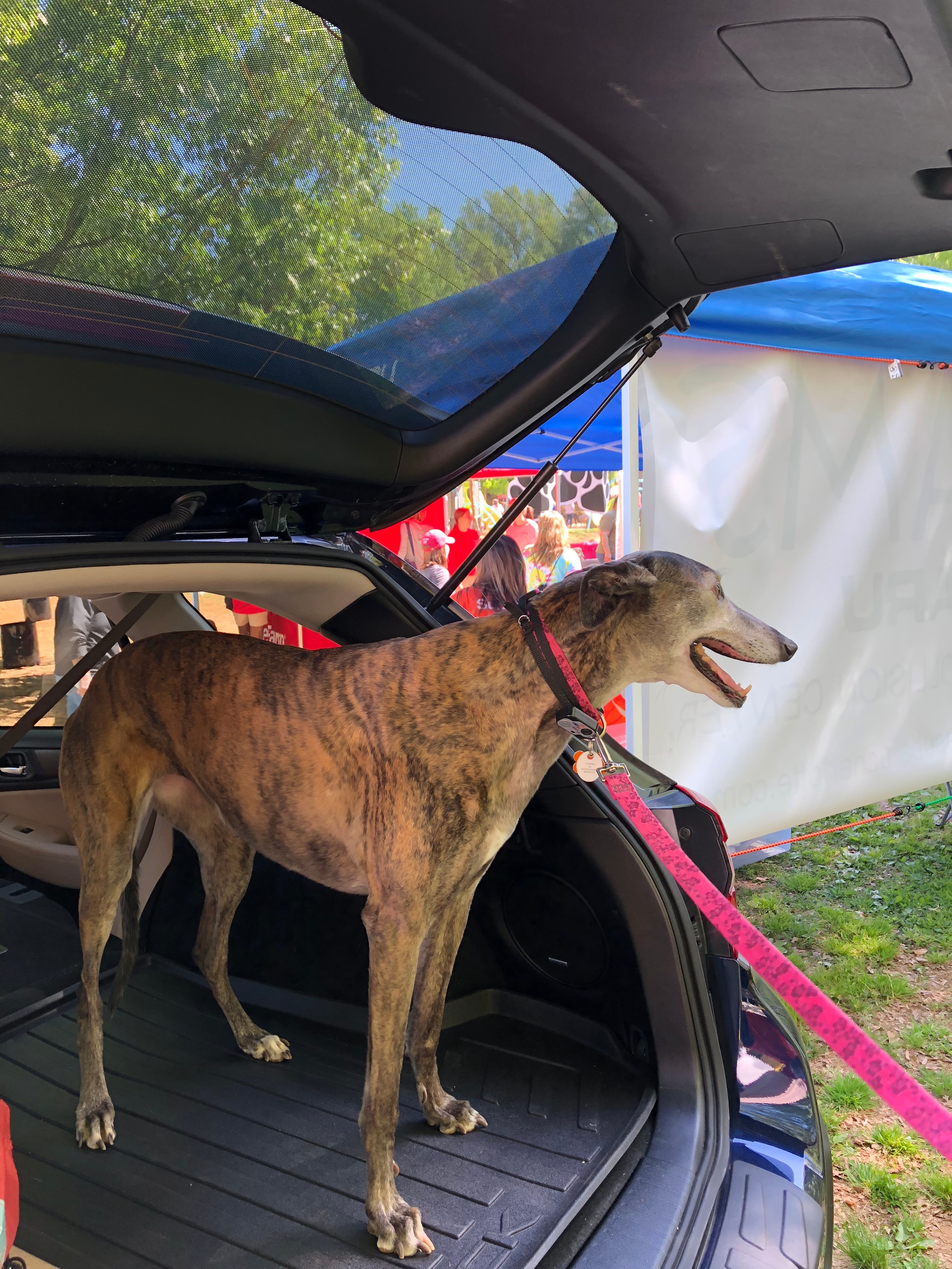 Greyhound.jpeg