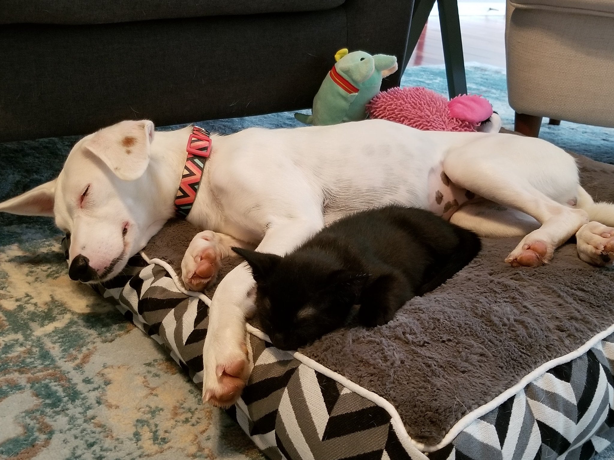 Williams Subaru Loves Pets Event at Humane Society of Charlotte 2