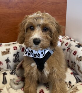 Staff member Chico from ID_3c5dd5