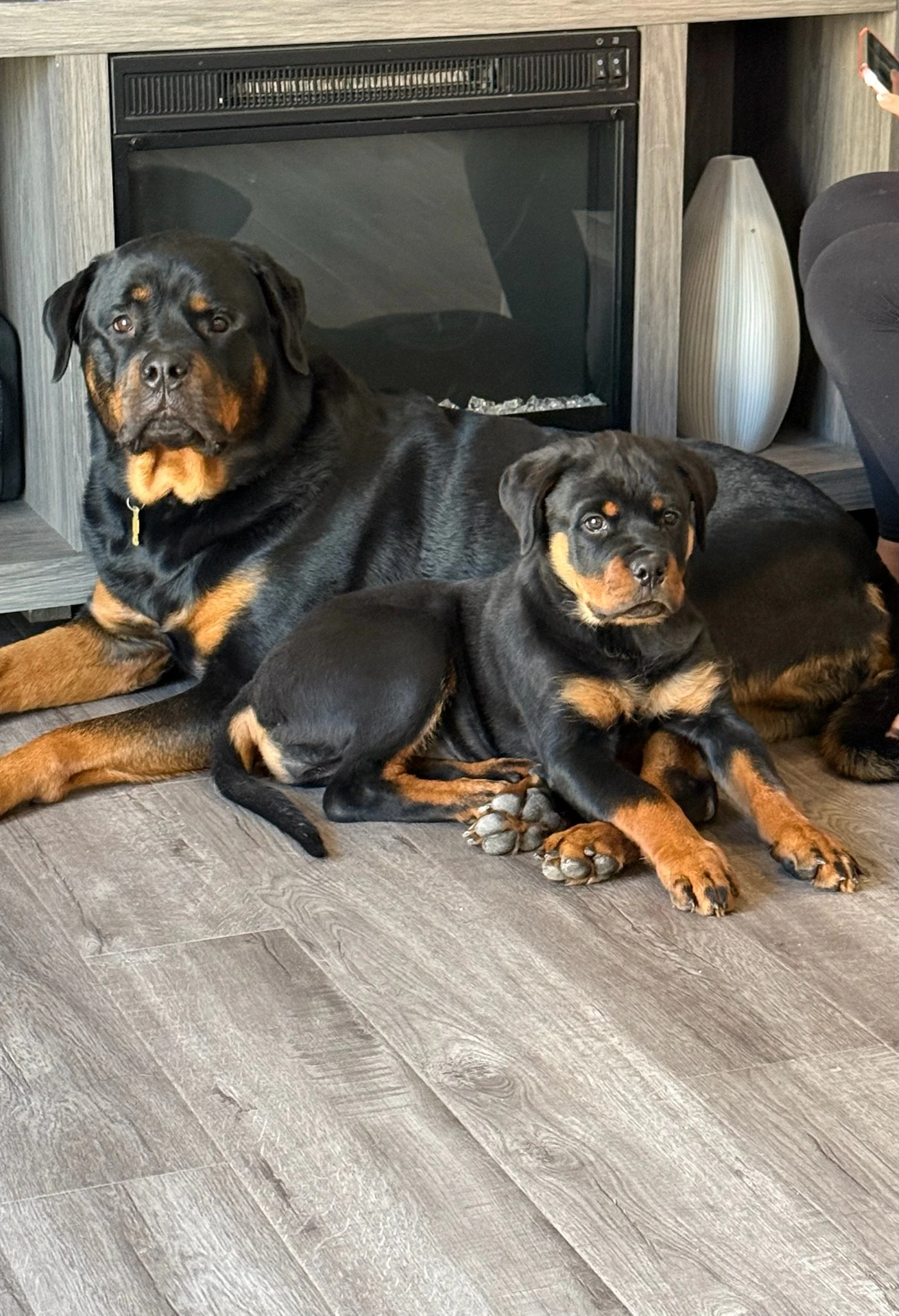 Staff member Maximus & Scarlett Martinez from ID_a64bea