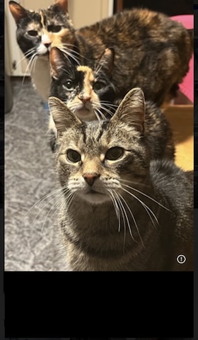Staff member Baby Junior, Eames, Mr. Stripes Carlin from ID_a64bea