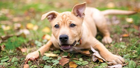 Lake Humane: Ganley Adoption Event Oct 3, 2020 Lake Humane: Ganley Adoption Event Oct 3, 2020
