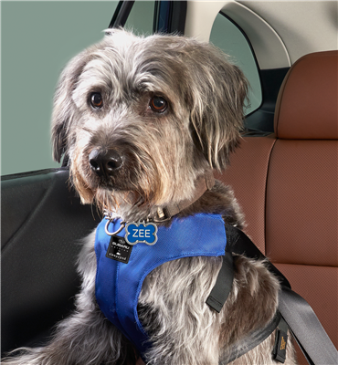 Subaru Pet Accessories | Garber Subaru Rochester