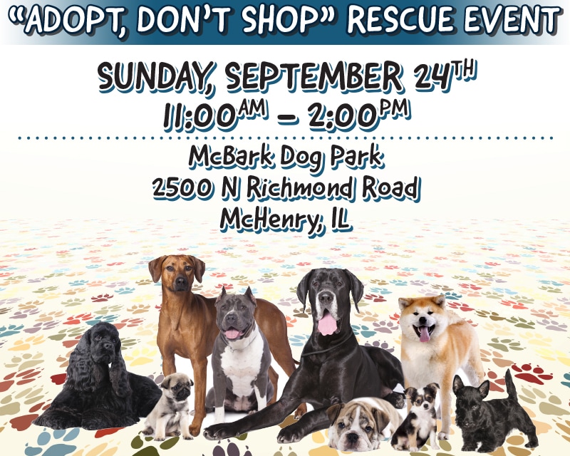 Dog Rescue Event in McHenry, IL | Gary Lang Subaru