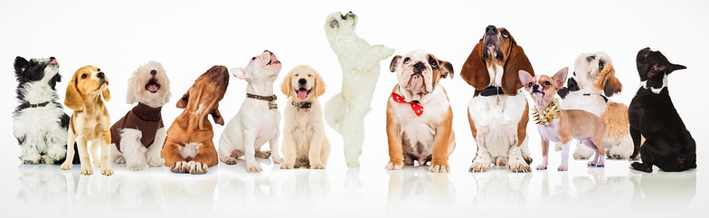 bigstock-large-group-of-curious-dogs-an-128957981.jpg