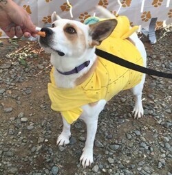 petpalooza.jpg