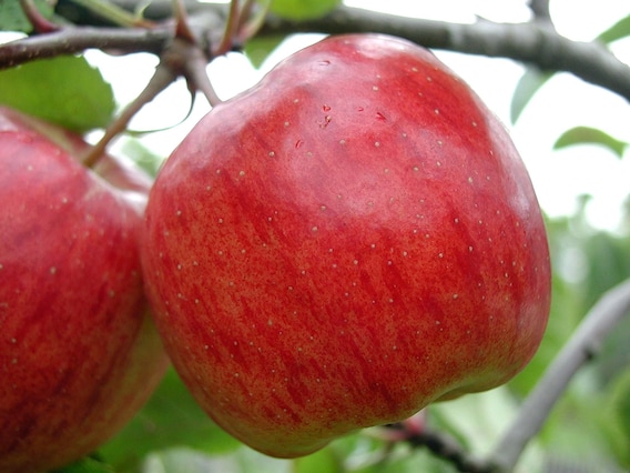 Apple Picking Near Atlanta Ga Ginn Chrysler Jeep Dodge